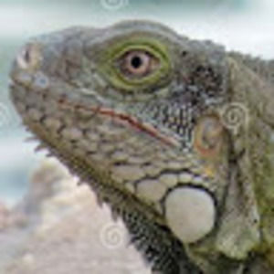 Meet your Posher, Lizzard